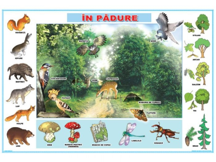 În pădure/Locuinţe [1]