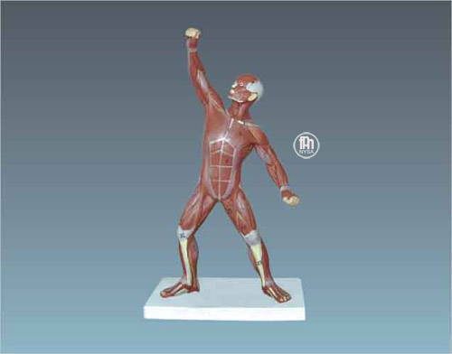 Mini figura musculara - sistem muscular, model anatomic, 22 cm [2]