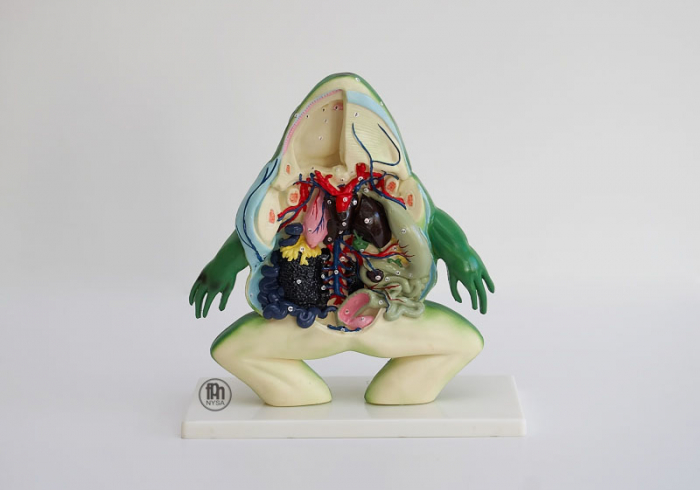 Model anatomic de broasca - sectiunea de broasca [2]