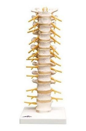 MODEL COLOANA VERTEBRALA TORACICA (3B) [1]