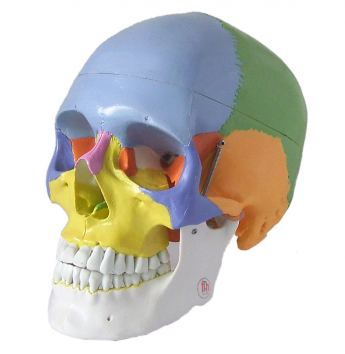 Model colorat în mărime naturală a unui craniu uman [1]