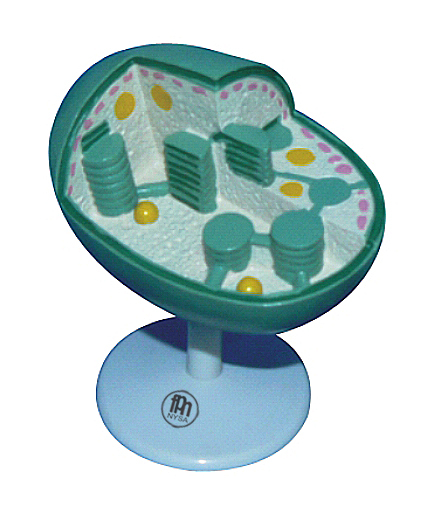 Model de cloroplast [1]