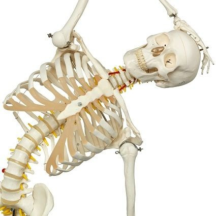 MODEL DE SCHELET FLEXIBIL [4]