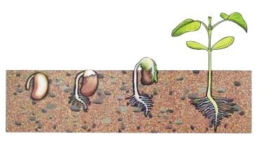 Model GERMINATIA FASOLEI [1]
