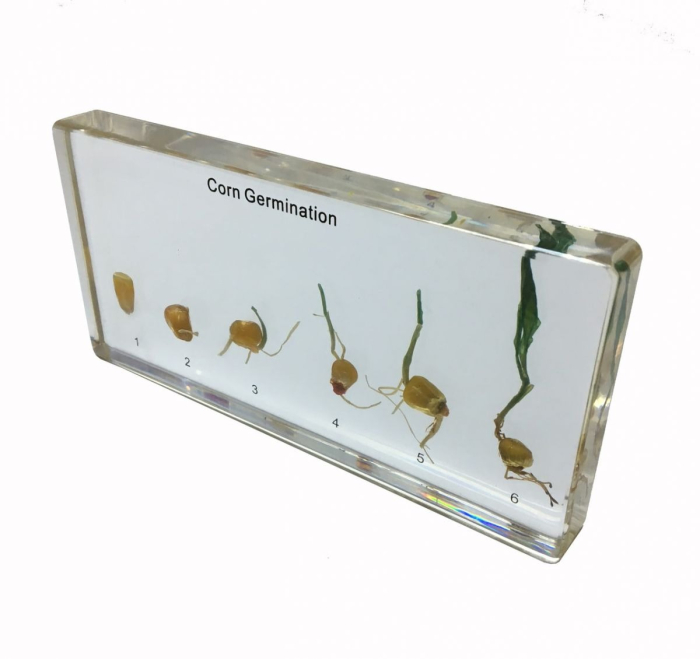 Model - Germinatia porumbului [1]