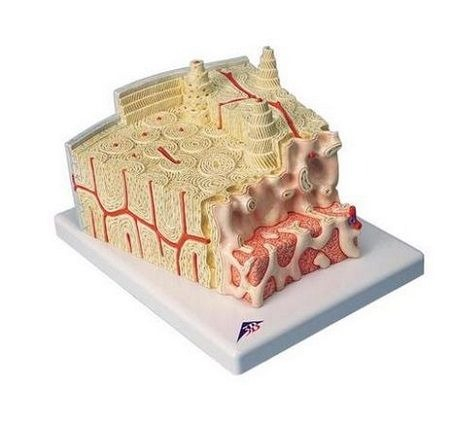 Model STRUCTURĂ OSOASĂ MICROANATOMICĂ [1]