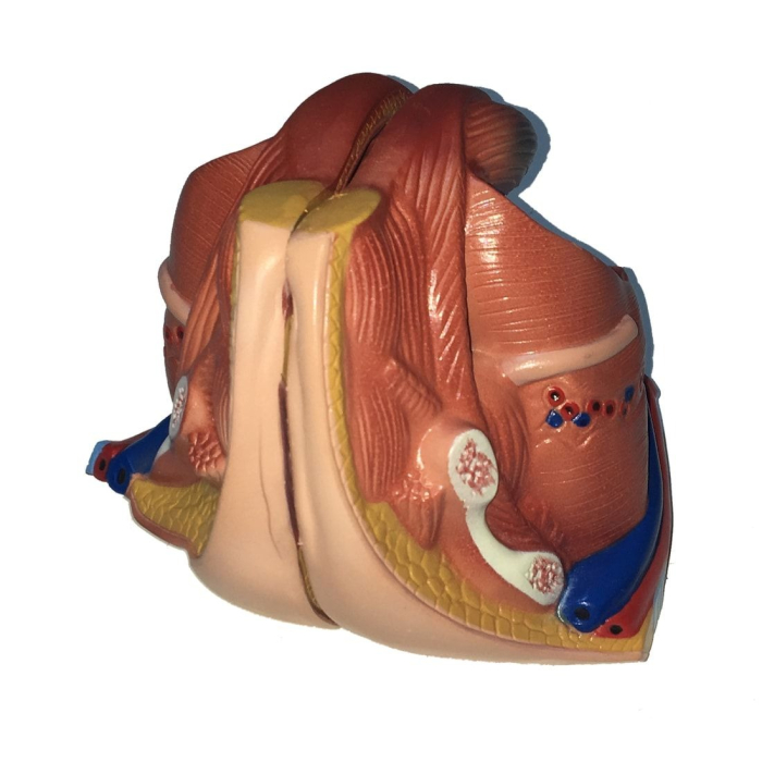 Model tors uman [4]