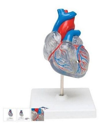 MULAJ CLASIC INIMA CU SISTEM CIRCULATOR 2 PARTI [1]
