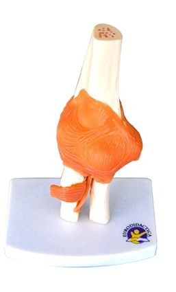 MULAJ COT SISTEM OSOS CU ARTICULATIE SI LIGAMENTE [1]