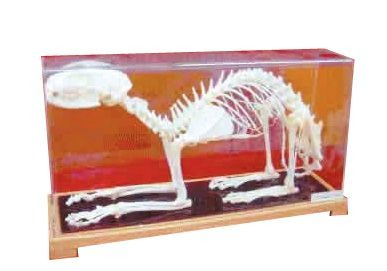 MULAJ SCHELET PISICA [1]