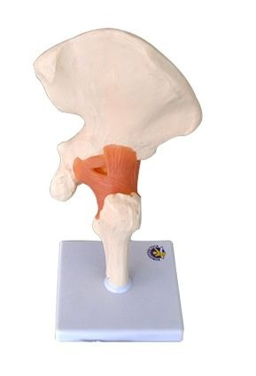 MULAJ SOLD SISTEM OSOS CU ARTICULATIE SI LIGAMENTE [2]