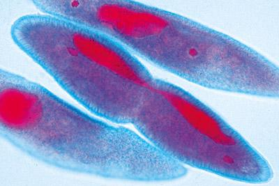 PROTOZOARE (10 PREPARATE/SECTIUNI) [1]