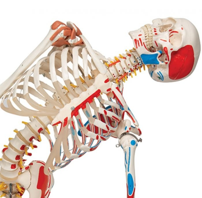 Schelet cu muschi si ligamente pe suport 172 cm (A13) [3]