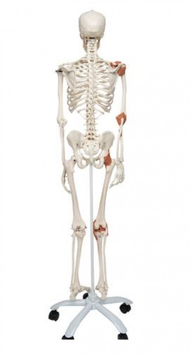 Schelet cu muschi si ligamente pe suport 172 cm (A13) [2]