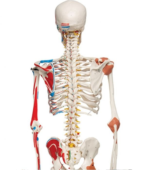 Schelet cu muschi si ligamente pe suport 172 cm (A13) [4]