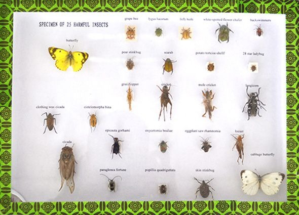 SET 25 SPECIMENE ALE INSECTELOR DAUNATOARE [1]