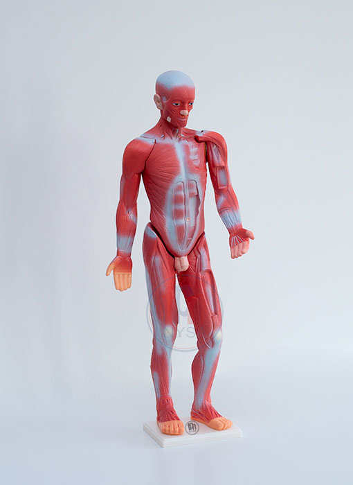 Sistem muscular uman 85 cm [2]