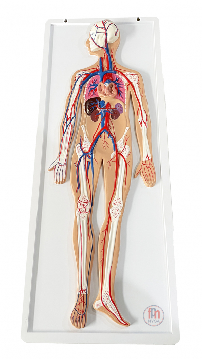Sistemul circulator uman – model de relief [1]