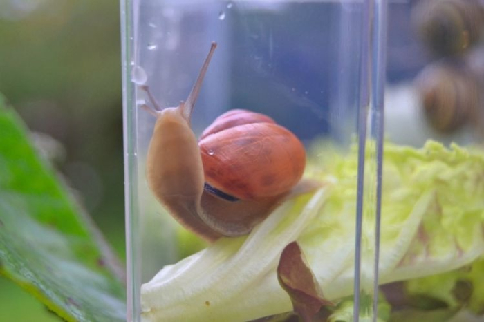 Trusa. Germinatia [7]