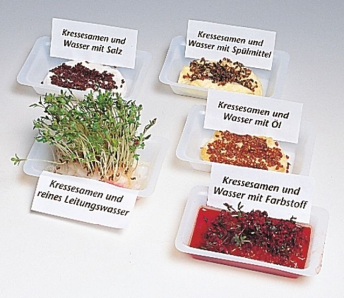 Trusa. Germinatia [4]