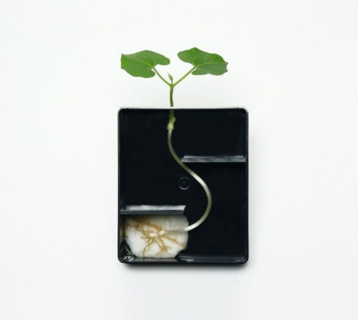 Trusa. Germinatia [6]