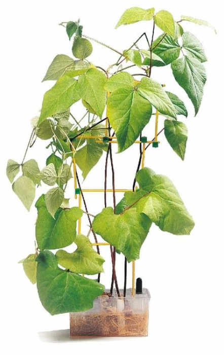 Trusa. Germinatia [2]