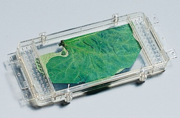 Trusa. Germinatia [3]