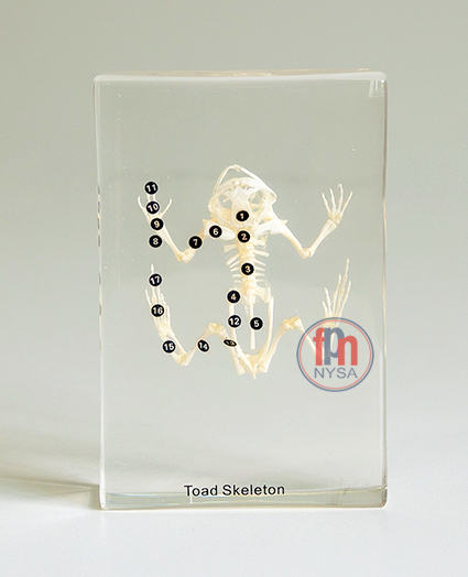 Un schelet de broasca/broasca inglobat in plexiglas [1]