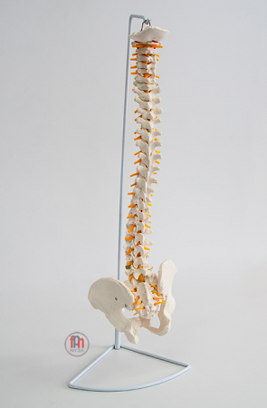 Coloana vertebrală flexibilă - model standard [1]
