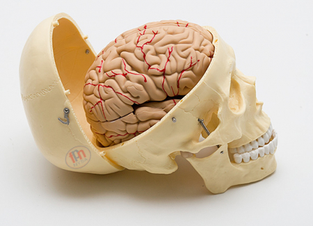 Materiale Didactice - Craniu uman cu model de creier din 8 piese