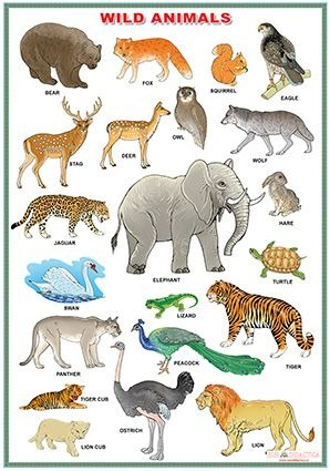 Domestic Animals / Wild animals (DUO) [1]