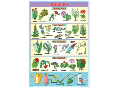 Flori / Cartea [1]