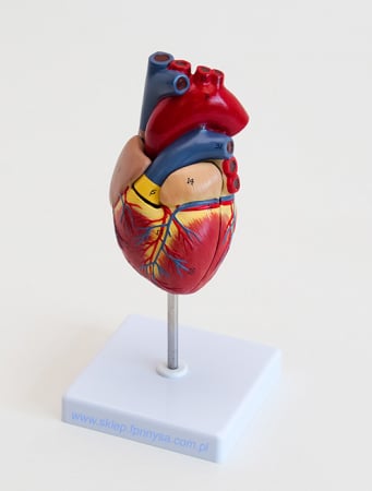 Materiale Didactice - Heart – un model de inimă în mărime naturală din 2 piese