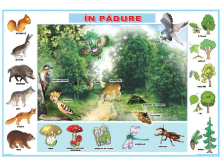 Dezvoltarea cognitiva - În pădure/Locuinţe