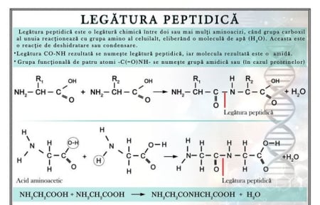 Planse murale - Legatura peptidica