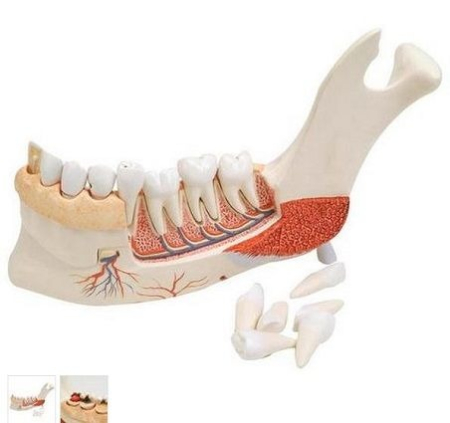 Materiale Didactice Gimnaziu si Liceu - MAXILAR JUMATATEA INFERIOARA