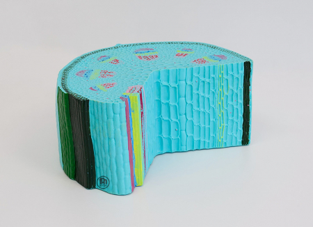 Materiale Didactice - Model al unei tulpini de plante dicotiledonate