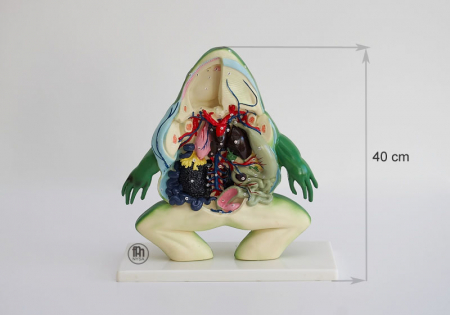 Materiale Didactice - Model anatomic de broasca - sectiunea de broasca