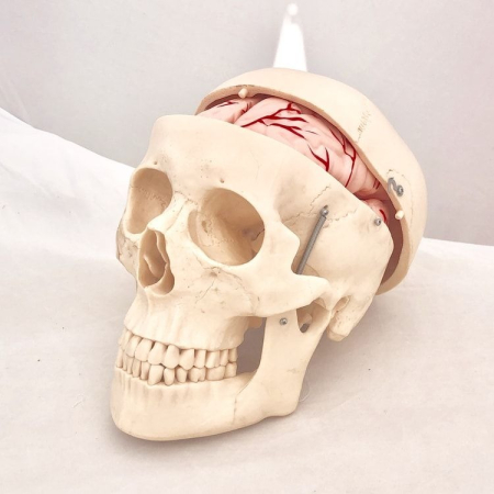 Materiale Didactice Gimnaziu si Liceu - Model CRANIU CLASIC CU ENCEFAL