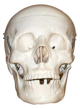 Machete anatomie - Model CRANIU