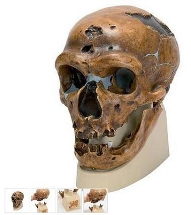 Materiale Didactice Gimnaziu si Liceu - MODEL CRANIU PREMIUM OMUL DIN NEANDERTHAL(CT)