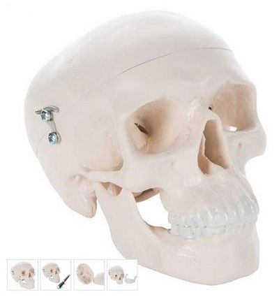 Machete anatomie - MODEL CRANIU UMAN MINI (3B)