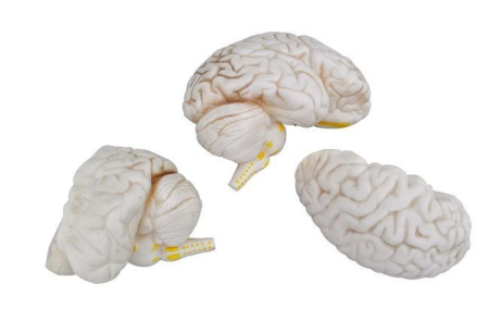 Model CREIER UMAN [1]