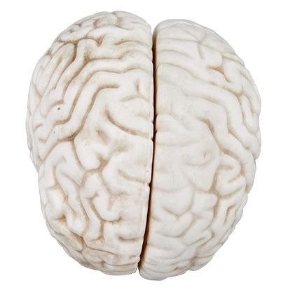 Machete anatomie - Model CREIER UMAN