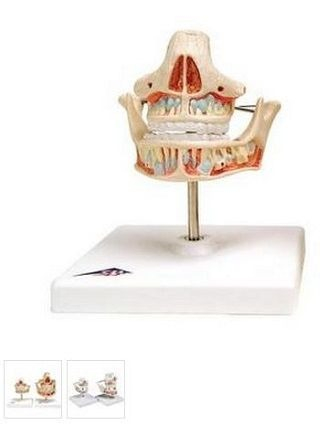 Materiale Didactice Gimnaziu si Liceu - MODEL DANTURA ADULT(3B)