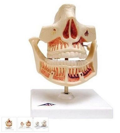 Materiale Didactice Gimnaziu si Liceu - MODEL DANTURA DE LAPTE(3B)
