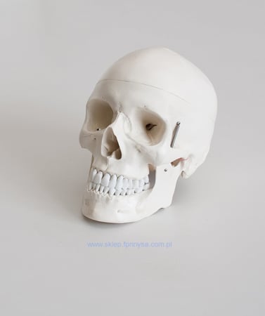 Materiale Didactice - Model de craniu - craniu uman