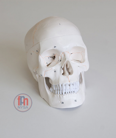 Materiale Didactice - Model de craniu numerotat din 3 piese / Craniu uman