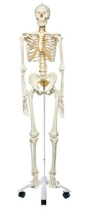 MODEL DE SCHELET FLEXIBIL [4]