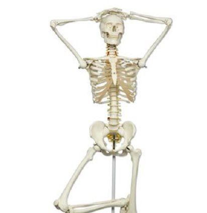 MODEL DE SCHELET FLEXIBIL [5]